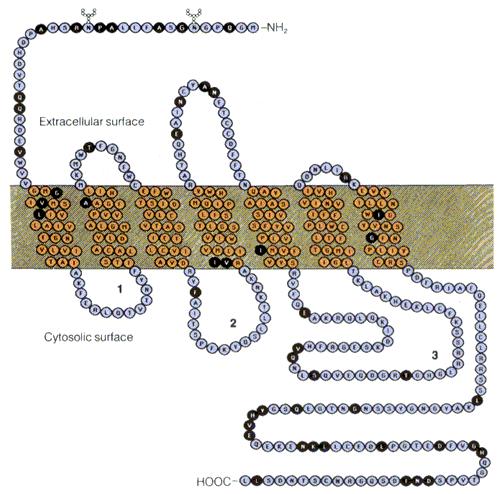 β adrenergný receptor sa viaže s