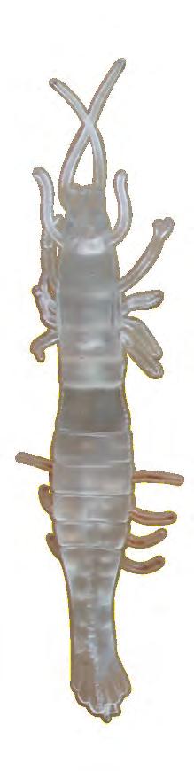 6g SOFT SHRIMP