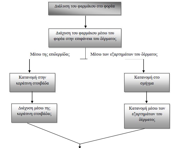 Ουσιαστικά, το μόριο διαχέεται διαμέσου της κεράτινης
