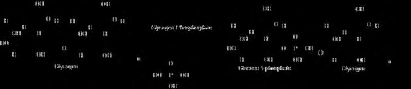την επιμήκυνση, η UDP αντικαθίσταται από την τελική υδροξυλική ομάδα του αυξανόμενου μορίου του γλυκογόνου.