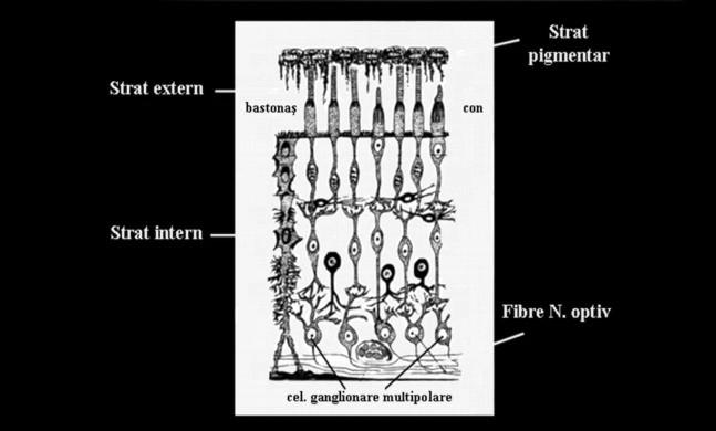 28 FIZIOLOGIA ŞI PATOLOGIA CROMATICII DENTARE Fig. 4.1. Structura retinei Fig. 4.2. Fund de ochi cu indicarea zonei de acuitate vizuală maximă În afara maculei există un amestec de conuri şi bastonaşe, iar la periferia retinei predomină celulele cu bastonaşe.