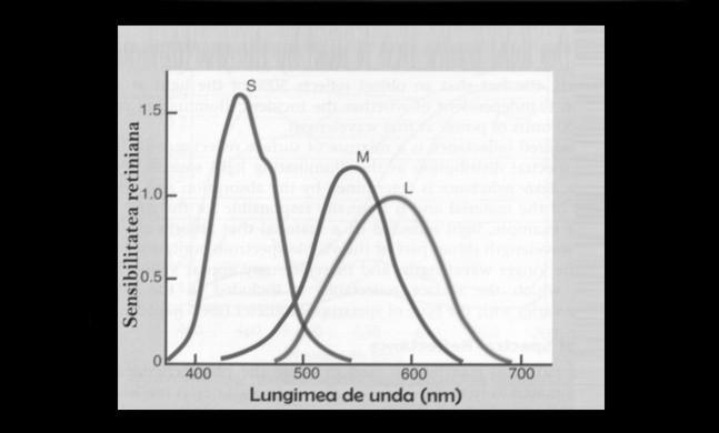 30 FIZIOLOGIA ŞI PATOLOGIA CROMATICII DENTARE bilitate maximă la lungimi de undă cuprinse între 440-450 nm, 525 545 nm şi 565-575 nm.