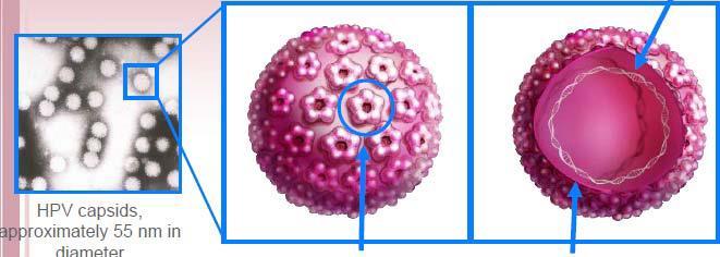 Κυκλικό DNA Καψίδια HPV με διάμετρο ~ 55 nm L1