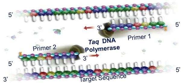 Εκτέλεση μεθόδου 3η φάση Επιμήκυνση DNA (72 ο C).