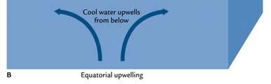 Η έντονη ανάδυση του πλούσιου σε θρεπτικά, ψυχρού νερού στη υποτροπική ζώνη της ισημερινής απόκλισης περιορίζεται κυρίως στην ανατολική πλευρά του Ειρηνικού Ωκεανού από τις ακτές του