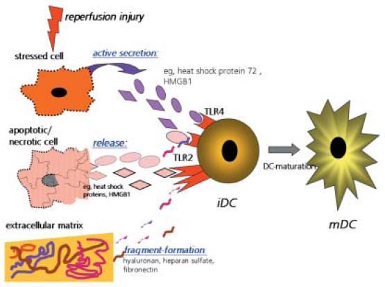 PAMPs (Pathogen-Αssociated Molecular Patterns) η