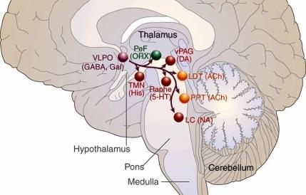 της εγρήγορσης, ΑRAS (ascending reticular activating system)