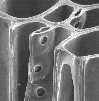 Μεσοκυττάρια στρώση Κυτταρικό τοίχωμα Κυτταρική κοιλότητα Βοθρία ΕΙΚ.
