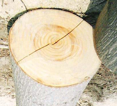 Ραγάδες Όταν υπάρχει διακοπή της συνέχειας των ιστών του ξύλου δημιουργούνται ραγάδες. Αυτές έχουν τη μορφή «σχισμών».