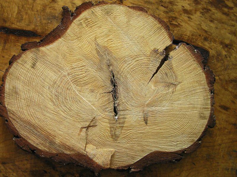 ΕΙΚ. 39. Διπυρήνωση (δηλ. δύο εντεριώνες) σε ξυλεία πεύκης (Pinus sp.). Η έκκεντρη τοποθέτηση της εντεριώνης (Εικ.