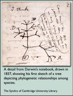 Στοιχεία του φυλογενετικού δένδρου To 1859, ο Κάρολος Δαρβίνος στις σημειώσεις του βιβλίου του Η Προέλευση των Ειδών» συμπεριέλαβε ένα γράφημα με τη μορφή «δένδρου» προκειμένου να αναπαραστήσει την