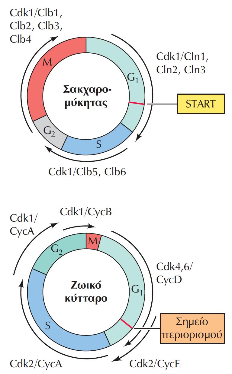 ΕΙΚΟΝΑ 16.14 Σύμπλοκα κυκλινών και κυκλινοεξαρτώμενων κινασών. Στον σακχαρομύκητα, η διέλευση από το σημείο START ελέγχεται από τη Cdk1 σε σύμπλοκο με κυκλίνες της G 1 (Cln1, Cln2 και Cln3).