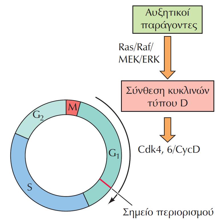 ΕΙΚΟΝΑ 16.16 Επαγωγή των κυκλινών τύπου D. Αυξητικοί παράγοντες ρυθμίζουν την πρόοδο του κυτταρικού κύκλου επιτρέποντας τη διέλευση από το σημείο περιορισμού της G 1.