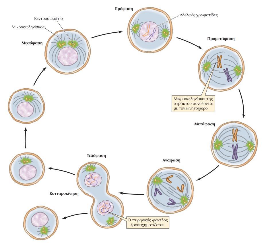 ΕΙΚΟΝΑ 16.21 Τα στάδια της μίτωσης σε ένα ζωικό κύτταρο.