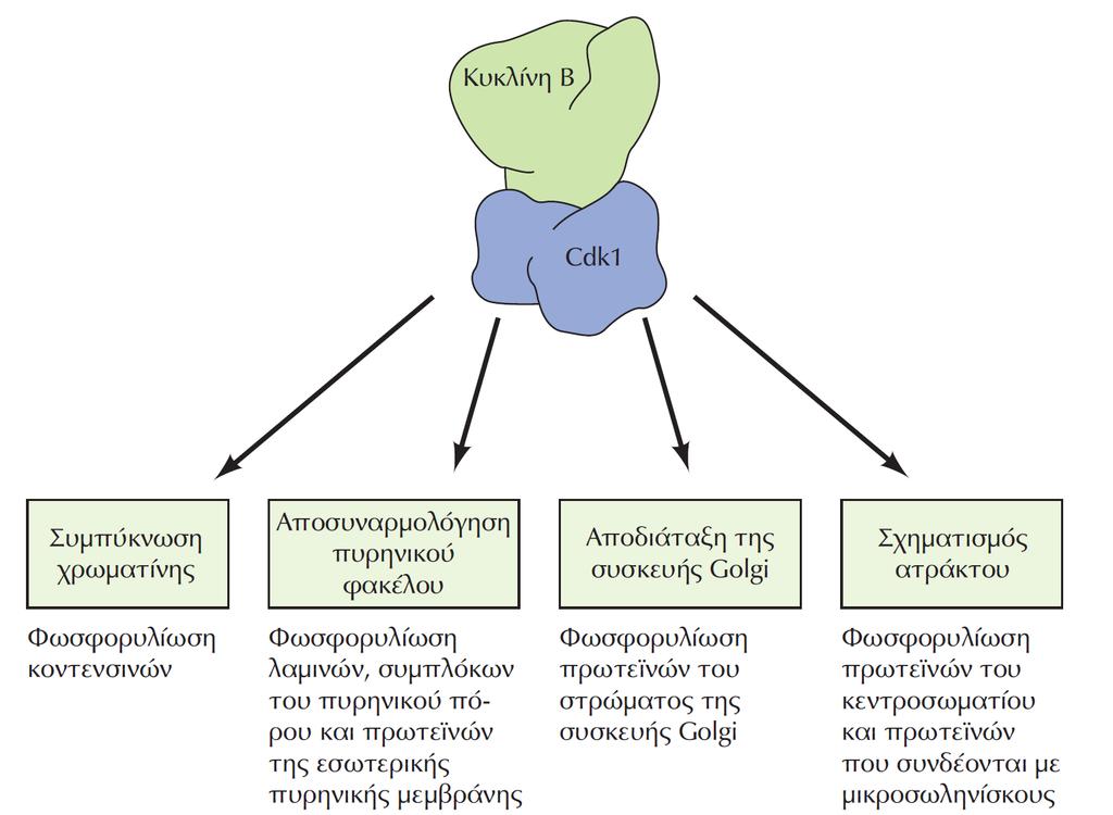 ΕΙΚΟΝΑ 16.24 Στόχοι του συμπλόκου Cdk1/κυκλίνης Β.