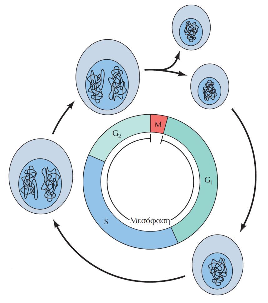 ΕΙΚΟΝΑ 16.1 Οι φάσεις του κυτταρικού κύκλου. Ο κύκλος διαίρεσης των περισσότερων ευκαρυωτικών κυττάρων χωρίζεται σε τέσσερις διακριτές φάσεις: την M, την G 1, την S και την G 2.