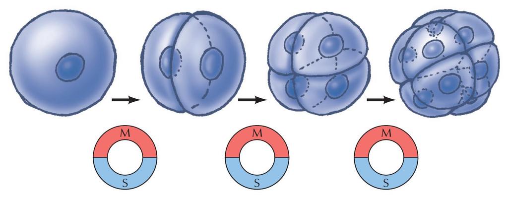 ΕΙΚΟΝΑ 16.2 Εμβρυϊκοί κυτταρικοί κύκλοι. Κατά τους κυτταρικούς κύκλους των πρώιμων εμβρύων, το κυτταρόπλασμα του ωαρίου διαιρείται ταχύτατα σε μικρότερα κύτταρα.