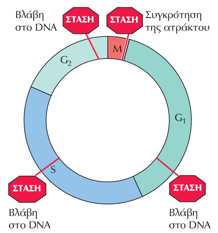 ΕΙΚΟΝΑ 16.7 Σημεία ελέγχου του κυτταρικού κύκλου. Πολλαπλά σημεία ελέγχου διασφαλίζουν τη μεταβίβαση ακέραιων γονιδιωμάτων στα θυγατρικά κύτταρα.
