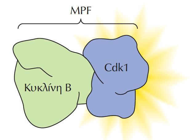 Ρυθμιστές της προόδου του κυτταρικού κύκλου Πρωτεινικές κινάσες Παράγοντας προώθησης της ωρίμανσης ΕΙΚΟΝΑ 16.12 Η δομή του MPF.