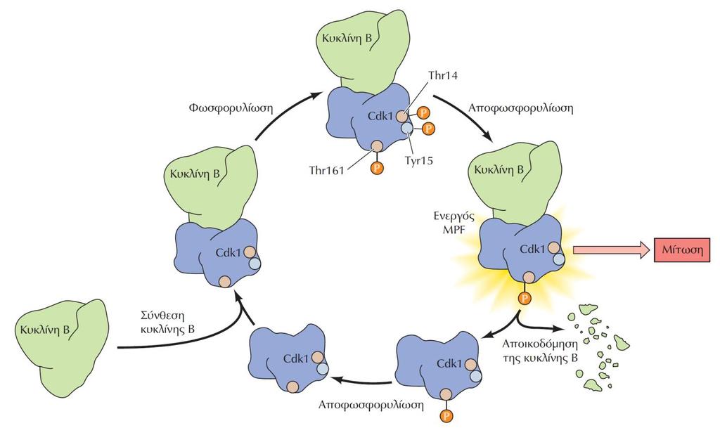 ΕΙΚΟΝΑ 16.13 Η ρύθμιση του MPF. Η κινάση Cdk1 σχηματίζει σύμπλοκο με την κυκλίνη B κατά την G 2.