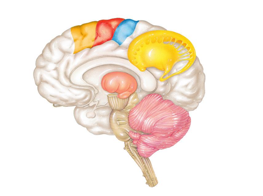 Εικόνα 8-24 Έλεγχος της κινητικής λειτουργίας. Τα βέλη υποδηλώνουν επίδραση, είτε διεγερτική είτε ανασταλτική. Οι συνδέσεις δεν είναι απαραίτητα άμεσες μπορεί να μεσολαβούν διάμεσοι νευρώνες.