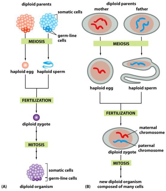 Tema 13. Xenética, meiose e bases moleculares da herdanza. 1. OS beneficios da reprodución sexual (páx.