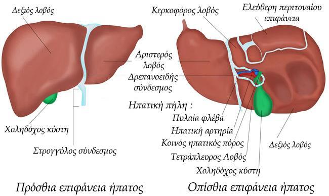 Ο δεξιός λοβός είναι μεγαλύτερος από τον αριστερό και περιλαμβάνει αντίστοιχα δύο δικούς του μικρότερους λοβούς. Όλοι οι λοβοί του ήπατος εκτελούν τις ίδιες λειτουργίες.