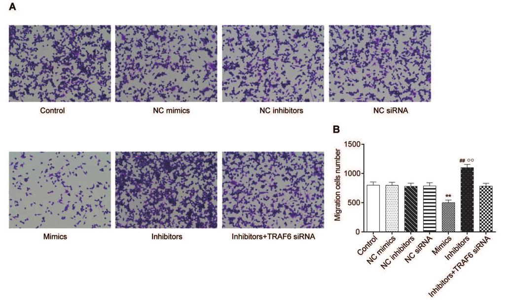 493 - ** P ## P P P < P < P > P < P > MiR-146a suppresses TRAF6 expression by binding to the 3 UTR activity (P < P >