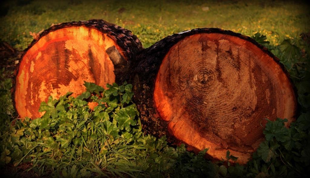 1. ΕΙΣΑΓΩΓΗ Το ξύλο είναι προϊόν βιολογικών διεργασιών που λαμβάνουν χώρα στα δέντρα. Ουσιαστικά το ξύλο ως προϊόν του φαινομένου της φωτοσύνθεσης αποτελεί αποθηκευτική μορφή ηλιακής ενέργειας.
