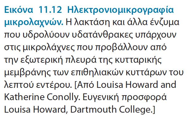 ολιοσακχαριτών όπως το άμυλο και το γλυκογόνο. Υδρολύεται σε γλυκόζη από το ένζυμο μαλτάση.