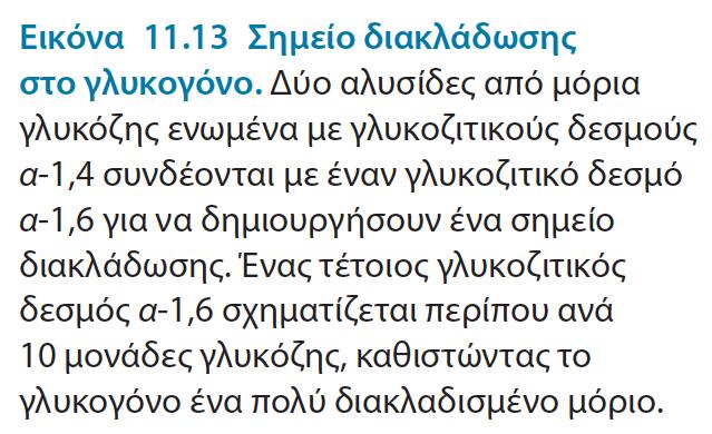 Το γλυκογόνο και το άμυλο είναι αποθηκευτικές μορφές της γλυκόζης Το πιο κοινό ομοπολυμερές στα ζωικά κύτταρα: γλυκογόνο
