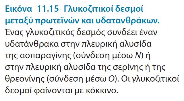 Οι υδατάνθρακες μπορούν αν συνδεθούν με πρωτεΐνες και να σχηματίσουν γλυκοπρωτεΐνες Οι υδατάνθρακες μπορούν να