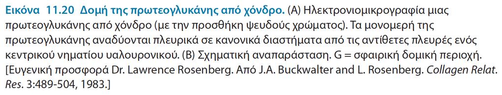 συσσωματάνη και πρωτεΐνη κολλαγόνο: τα