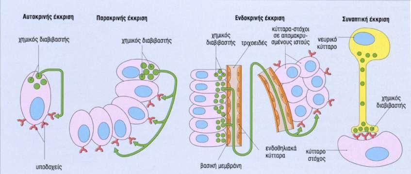 Επικοινωνία κυττάρων Αυτοκρινής έκκριση: ένα κύτταρο παράγει και εκκρίνει ένα χημικό διαβιβαστή ο οποίος δρα στους υποδοχείς του ίδιου του κυττάρου, Παρακρινής έκκριση: οι εκκρινόμενοι χημικοί