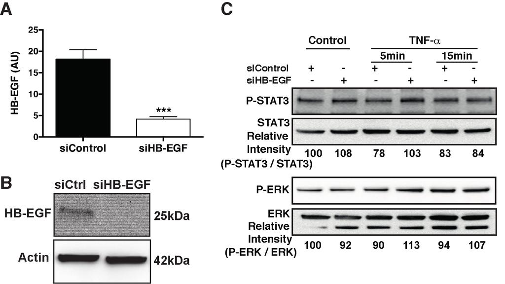 Supplementary Figure 8: Silencing the expression of HB-EGF in human keratinocytes and its effect on STAT3 and ERK signalling.