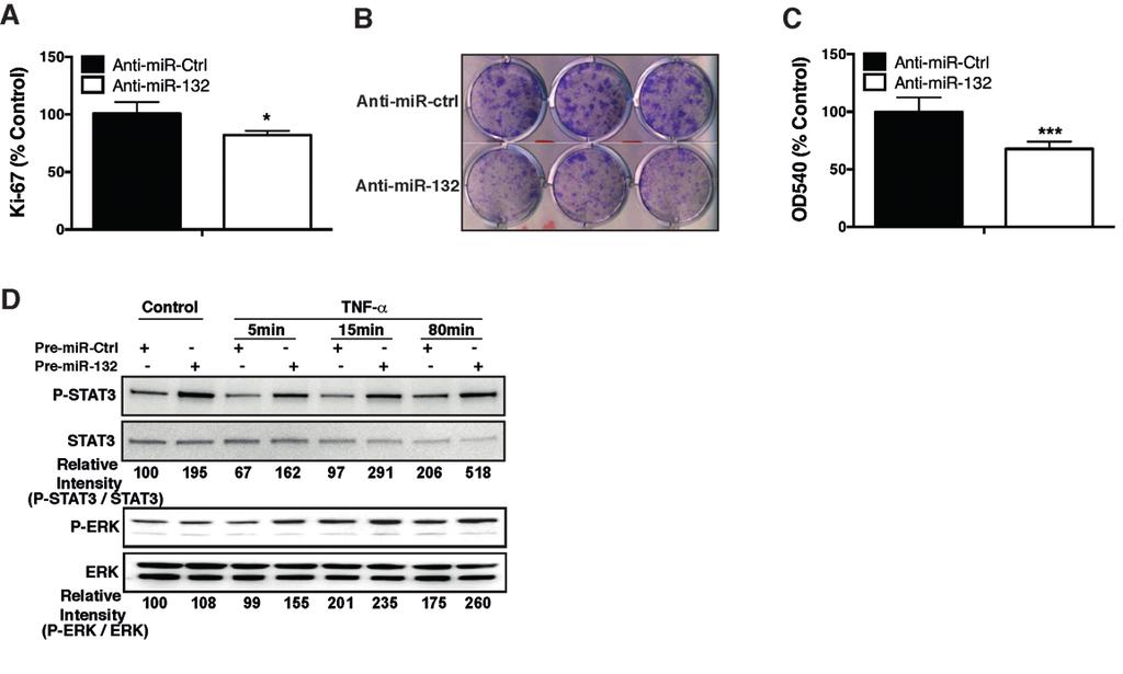 Supplementary Figure 7: The effects of mir-132 on keratinocyte growth.