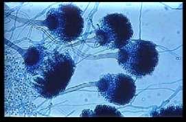 Penicillium Claviceps Alternaria.
