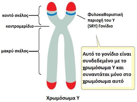 χρωμοςϊματοσ Υ.