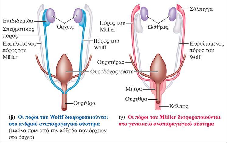 Φυλετική διαφοροποίηςη τησ γεννητικήσ οδοφ Δφο αρχζγονα ςυςτιματα πόρων αναπτφςςονται ςε όλα τα ζμβρυα.