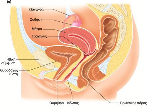 Γυναικείο αναπαραγωγικό
