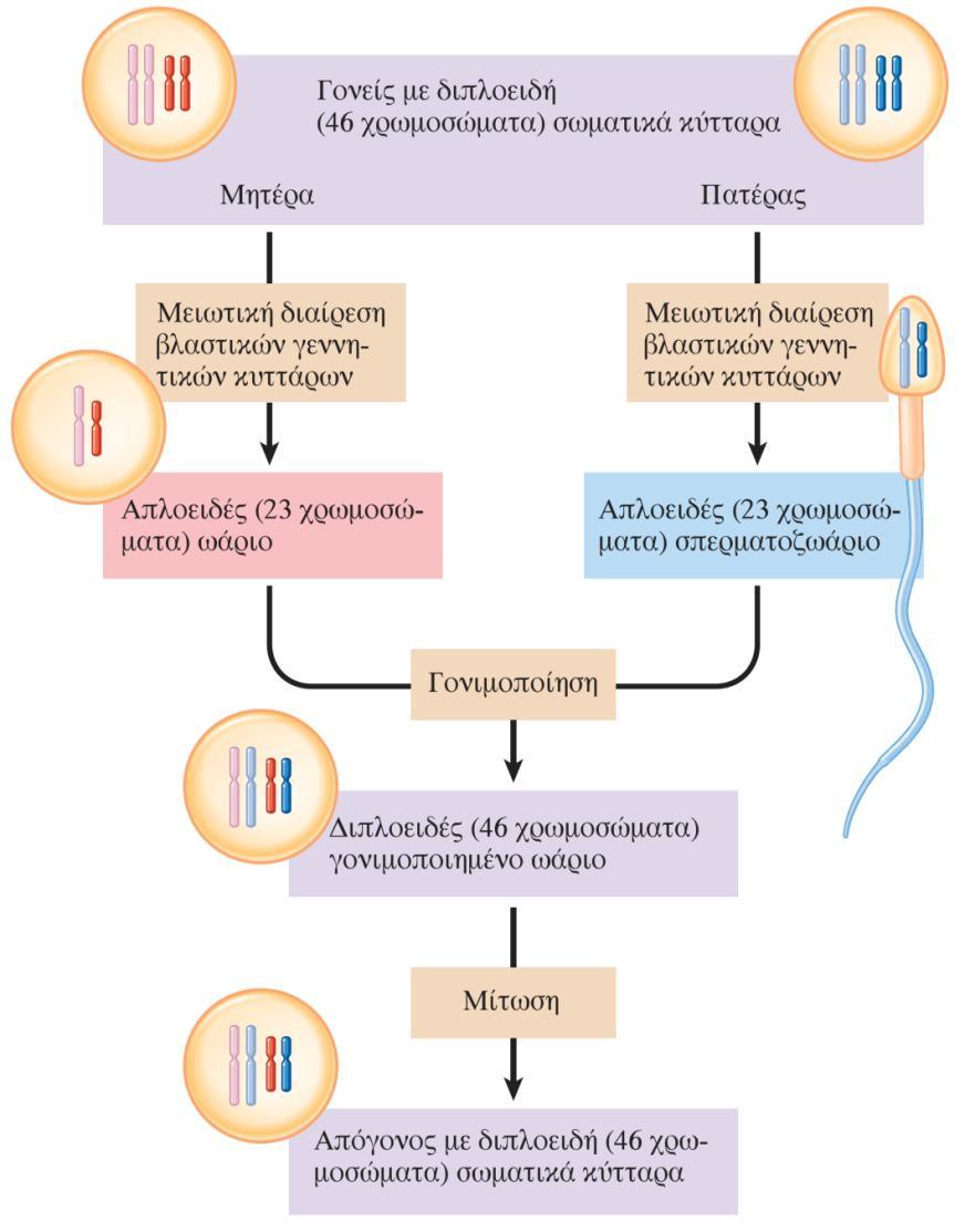 Κατανομή των χρωμοςωμάτων κατά τη φυλετική αναπαραγωγή Ειςαγωγι ςτθ Φυςιολογία του