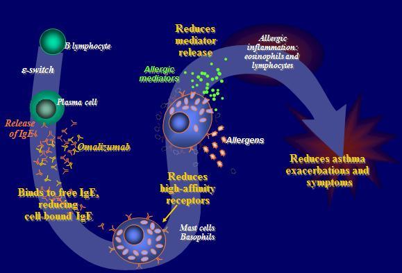 Ο ρόλος της ομαλιζουμάμπης στο σοβαρό αλλεργικό άσθμα 1. Ο ρόλος της ομαλιζουμάμπης στην εξέλιξη του άσθματος : μηχανισμοί remodeling. Palomares O et al Int J Mol Sci.
