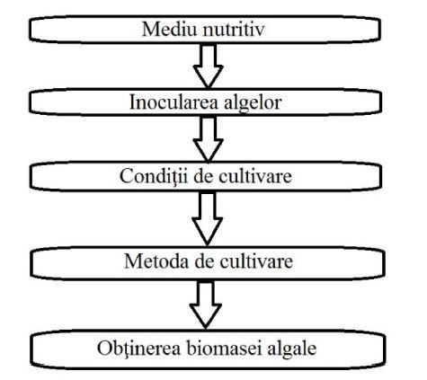 Fig.1. Etapele de bază ale cultivării algelor Fig.2.