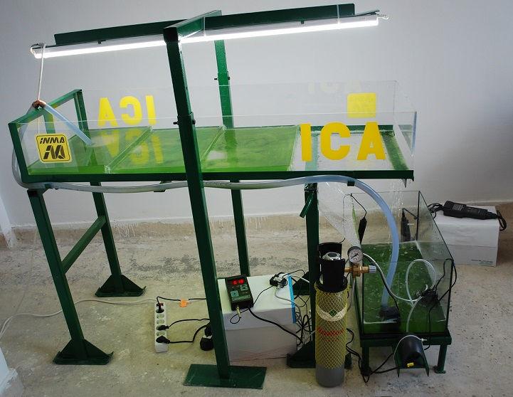 mediului nutritiv - inocularea algelor - asigurarea condițiilor de cultivare - temperatura, iluminarea, agitarea. - obținerea biomasei, - monitorizarea procesului de creștere a algelor.