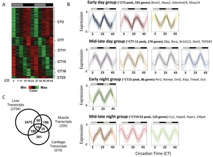 Gossan, Arthritis Rheum 2013 purine/atp binding circadian rhythm extracellular matrix