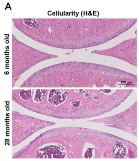 reduction and cell