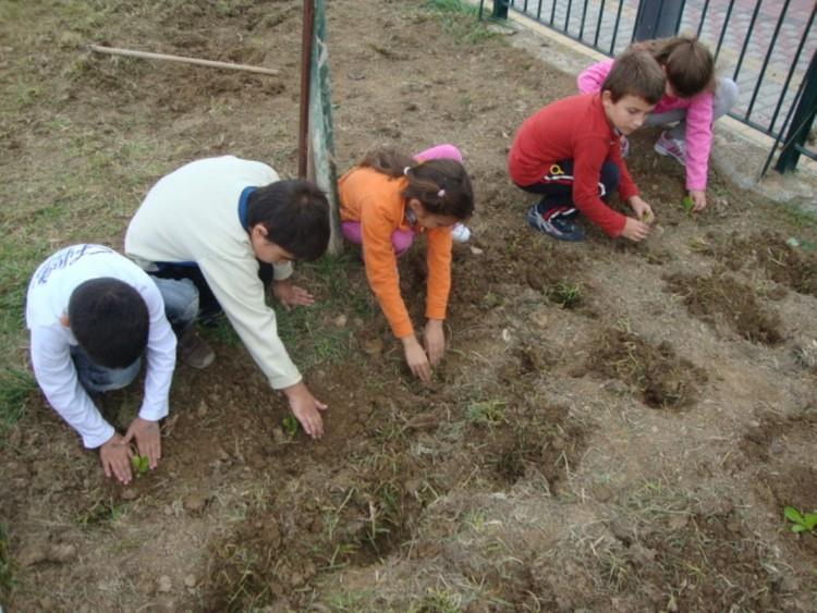 Σχολικοί Λαχανόκηποι Τα παιδιά αποκτούν σημαντικές οργανωτικές και συνεργατικές δεξιότητες.
