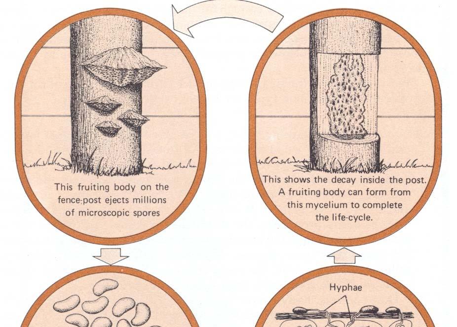 Προσβολή ξύλου από μύκητες (στάδια προσβολής: σπόρια, βλάστηση σπορίων, υφές, καρποσώματα) Οι μύκητες