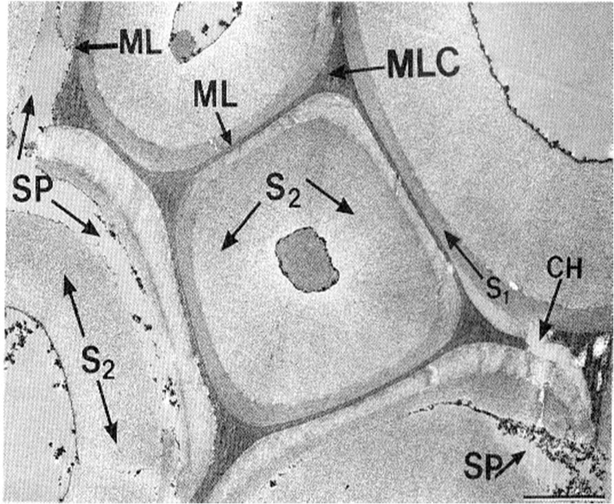 Μικροραγαδώσεις (CH) και μικροσχισμές (SP) στην εικόνα 5Α και 5Β, αντίστοιχα, στα κυτταρικά τοιχώματα ξύλου ακακίας σε πυραμίδα, ηλικίας 3.