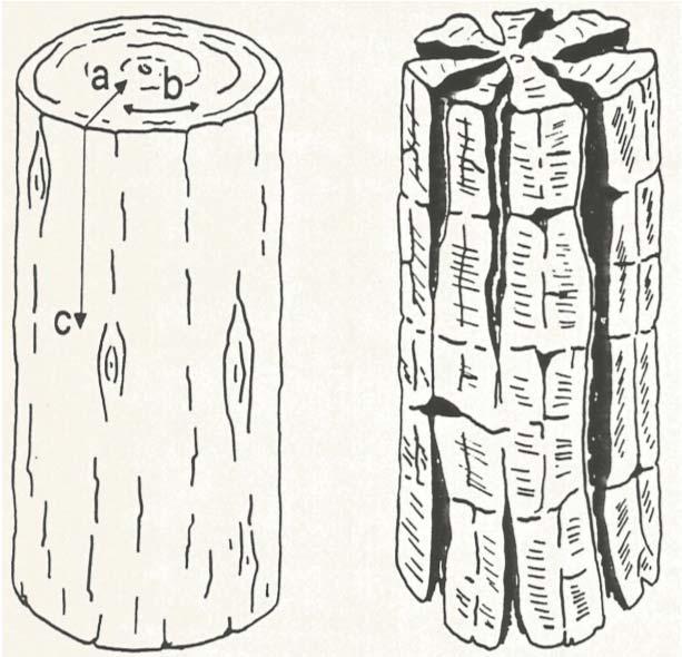 Α Β Α: Αριστερά : Αρχαιολογικό υδατοκορεσμένο ξύλο πριν την ξήρανση.